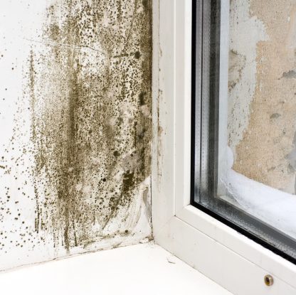 Will Home Insurance Cover Mold? Here’s What You Need To Know