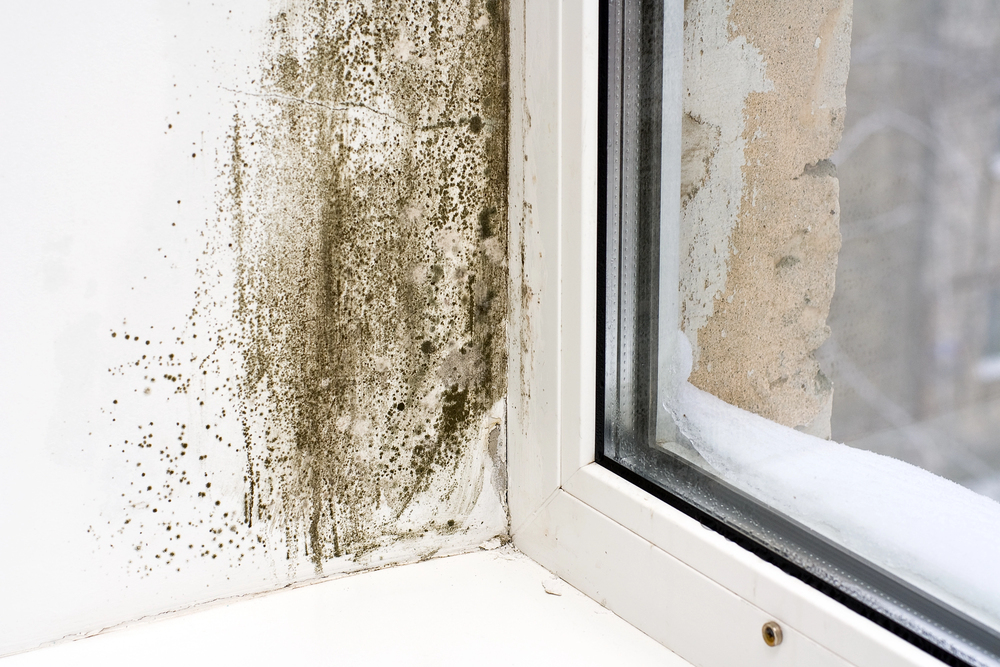 Will Home Insurance Cover Mold? Here’s What You Need To Know