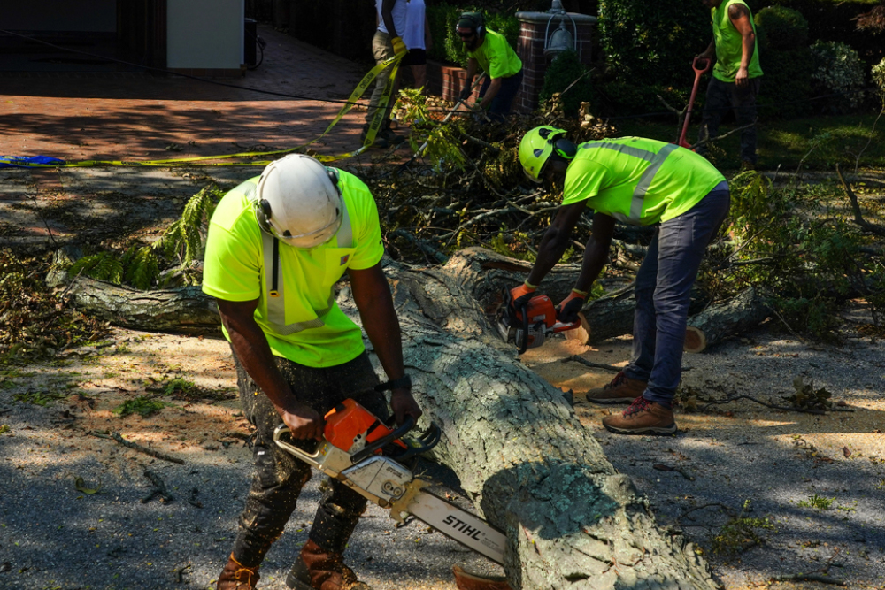 Will Home Insurance Cover Tree Removal And Related Costs?